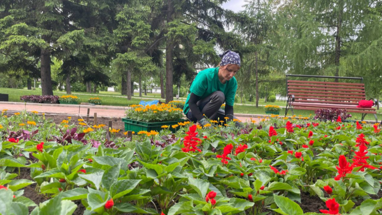 Более 500 тыс. цветов украсят клумбы Иркутска